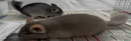 Chinchilla rodents for sale: Pair of beautiful boys, Beige & Std - Advert 5