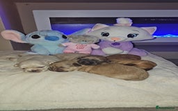 Shih Tzu dogs for sale: Imperial shih tzu puppies  - Image 1