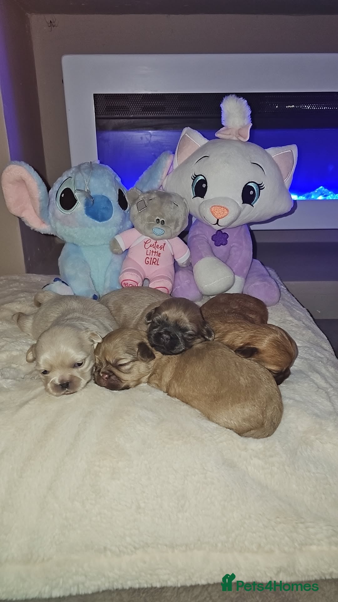 Shih Tzu dogs for sale: Imperial shih tzu puppies  - Image 1