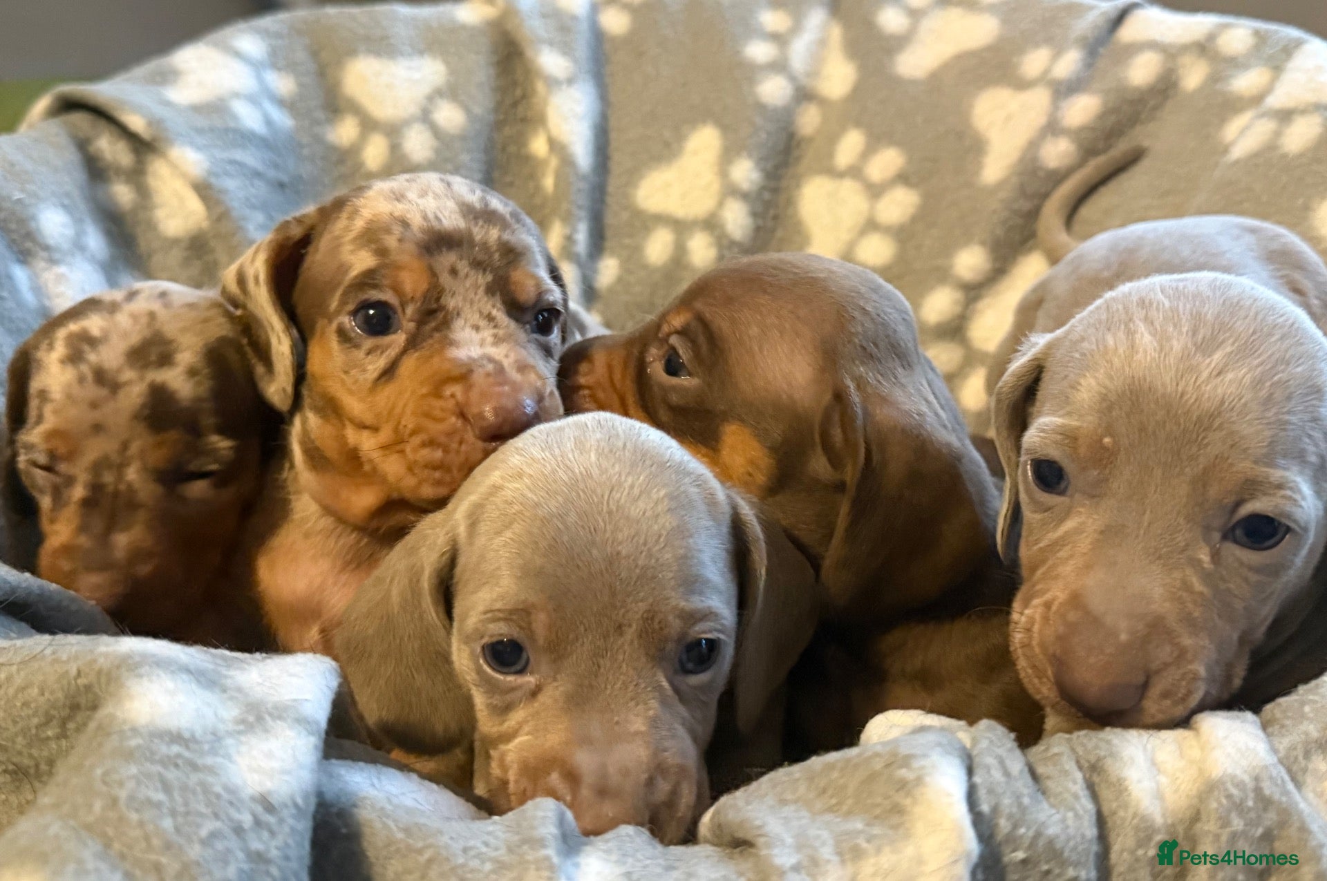 Miniature Dachshund dogs BEAUTIFUL DACHSHUND PUPPIES! - Advert 1