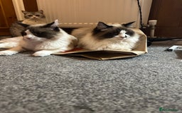 Ragdoll cats for sale: 2 brother ragdolls  - Image 1