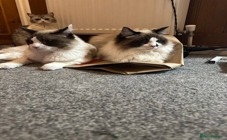 Ragdoll cats - Advert 9