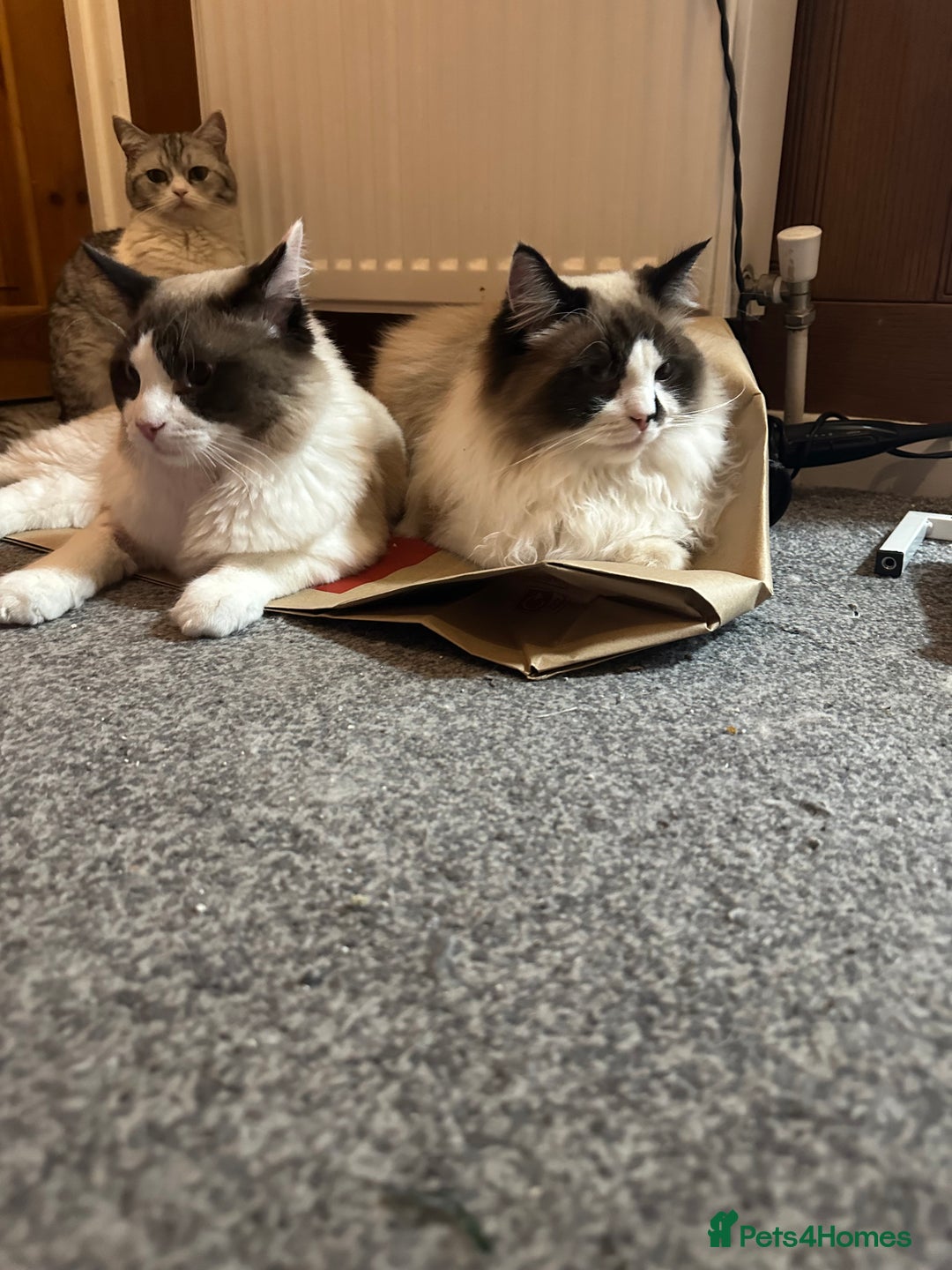 Ragdoll cats for sale: 2 brother ragdolls  - Image 1