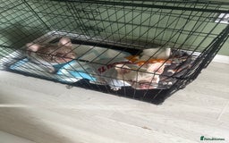 French Bulldog dogs for sale: Brothers needing new homes  - Image 1