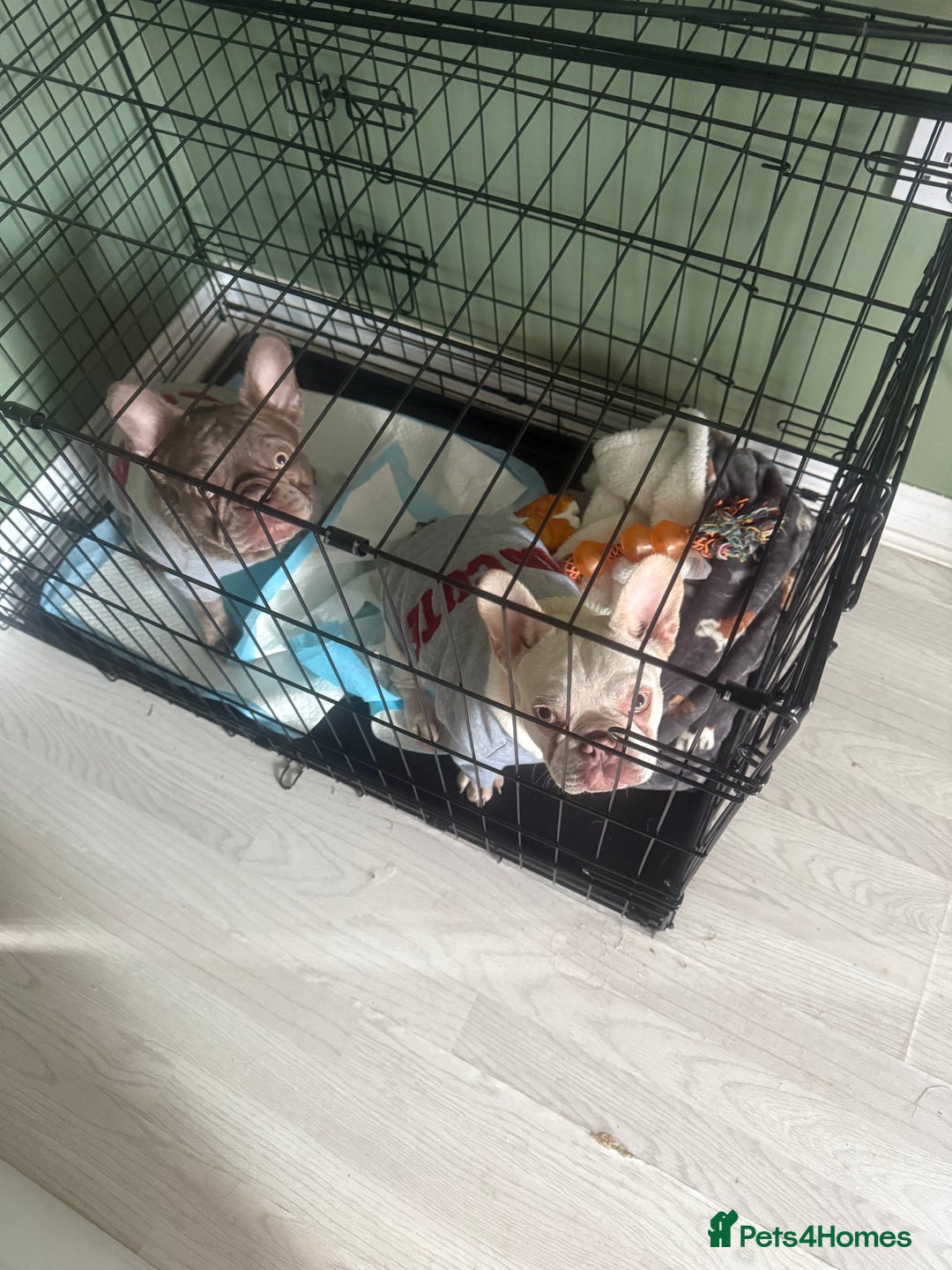 French Bulldog dogs for sale: Brothers needing new homes  - Image 1