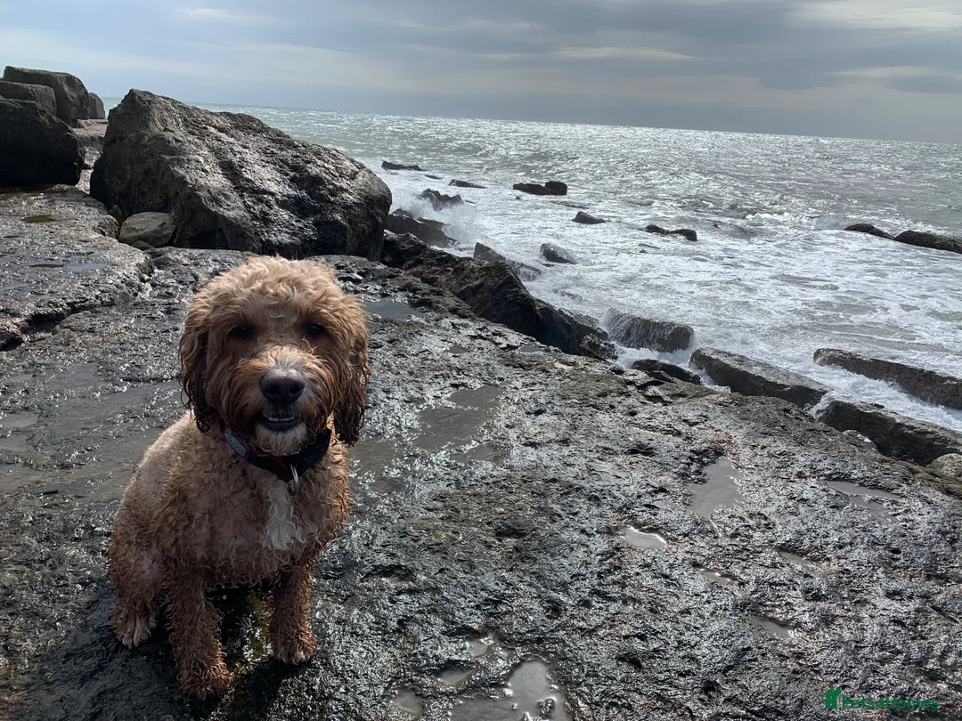 Cockapoo dogs for sale: Looking for his forever home  - Advert 2