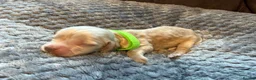 Cocker Spaniel dogs for sale: KC Reg HC beautiful Show Cocker Spaniels Puppies - Advert 4