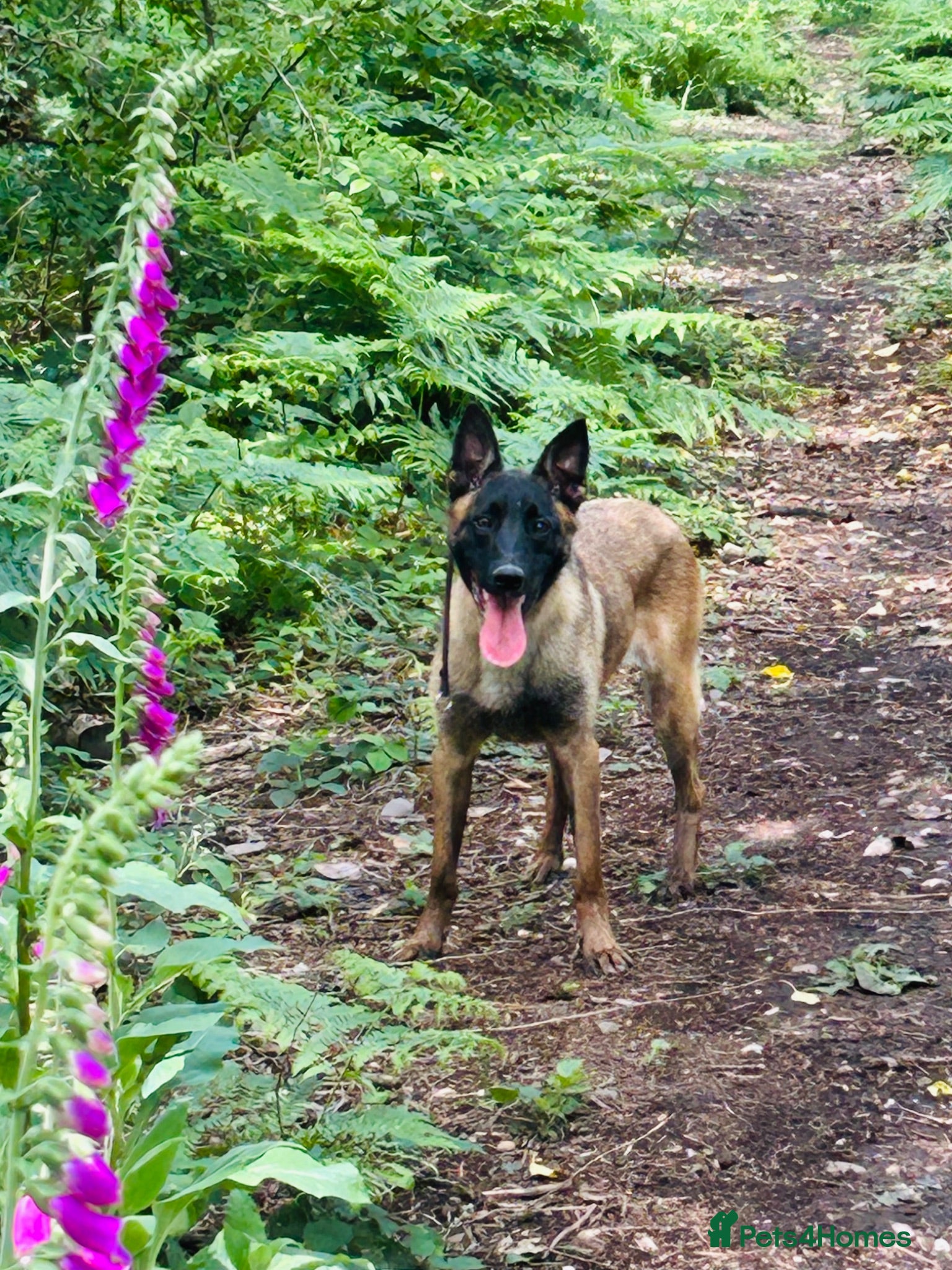 Belgian Shepherd Dog dogs KNPV BELGIAN MALINOIS SLEECKX - Advert 14
