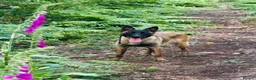 Belgian Shepherd Dog dogs for sale: KNPV BELGIAN MALINOIS SLEECKX in Stafford - Advert 1
