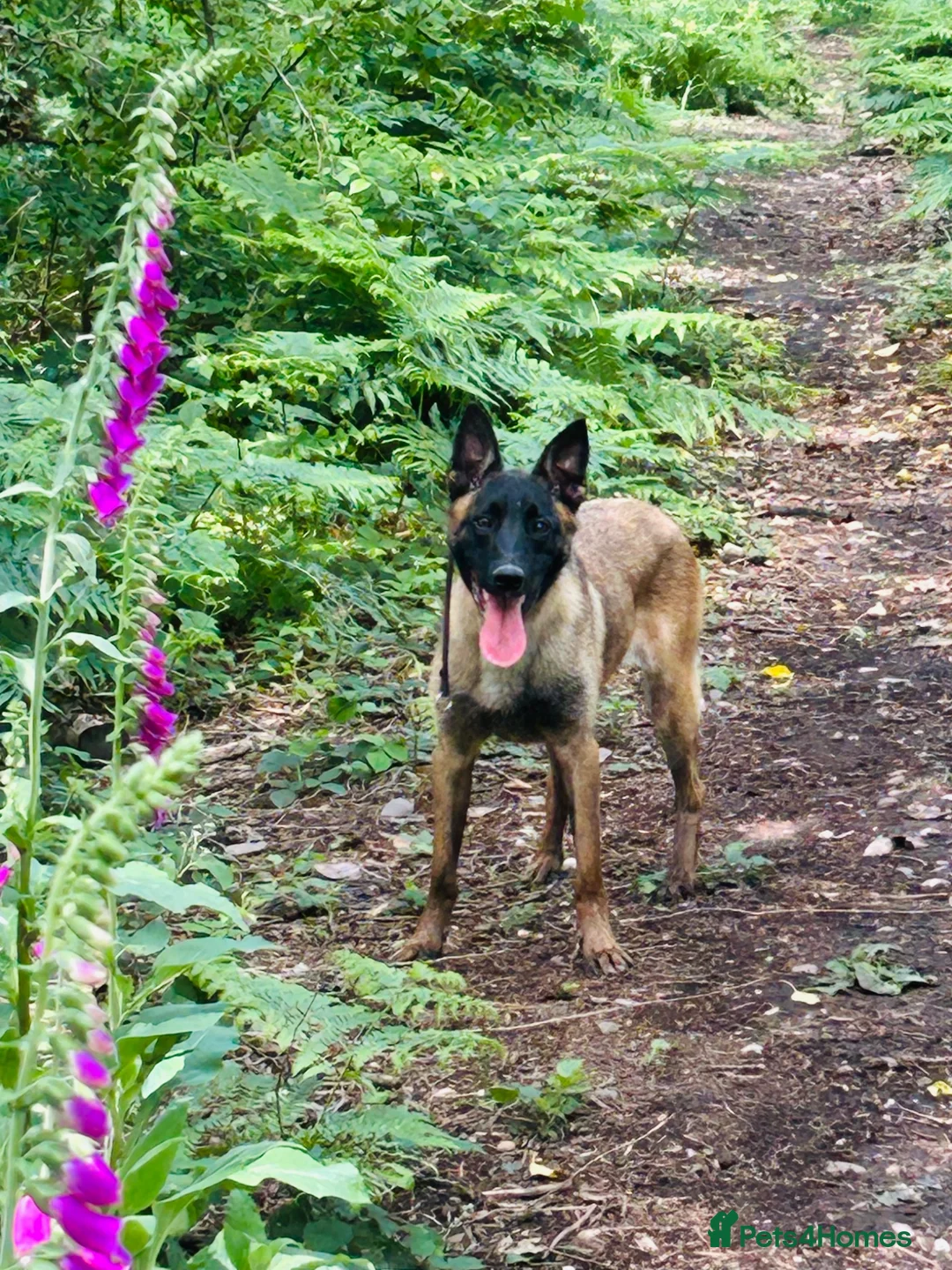 Belgian Shepherd Dog dogs for sale: KNPV BELGIAN MALINOIS SLEECKX in Stafford - Advert 1