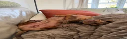 Miniature Dachshund dogs for sale: Male miniature dachshund  - Advert 9