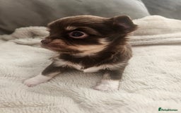 Chihuahua dogs for sale: Beautiful Chihuahua pups - Image 13