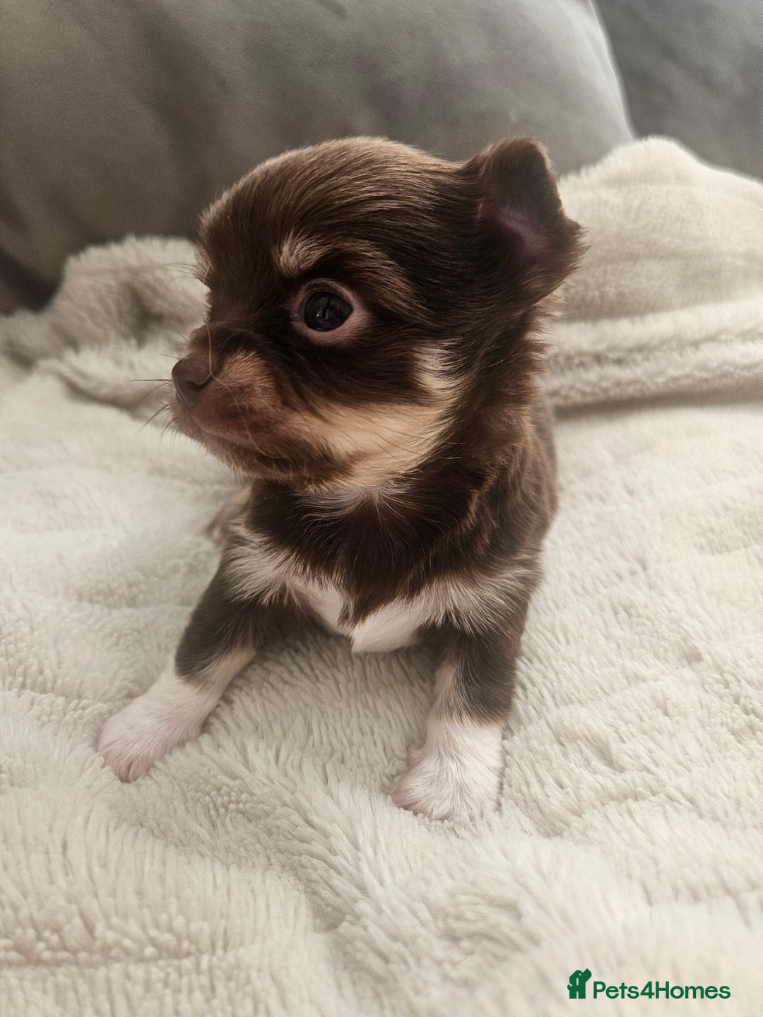 Chihuahua dogs for sale: Beautiful Chihuahua pups - Image 13