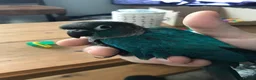 Conures birds for sale: Turquoise Conure in Haverfordwest - Advert 3