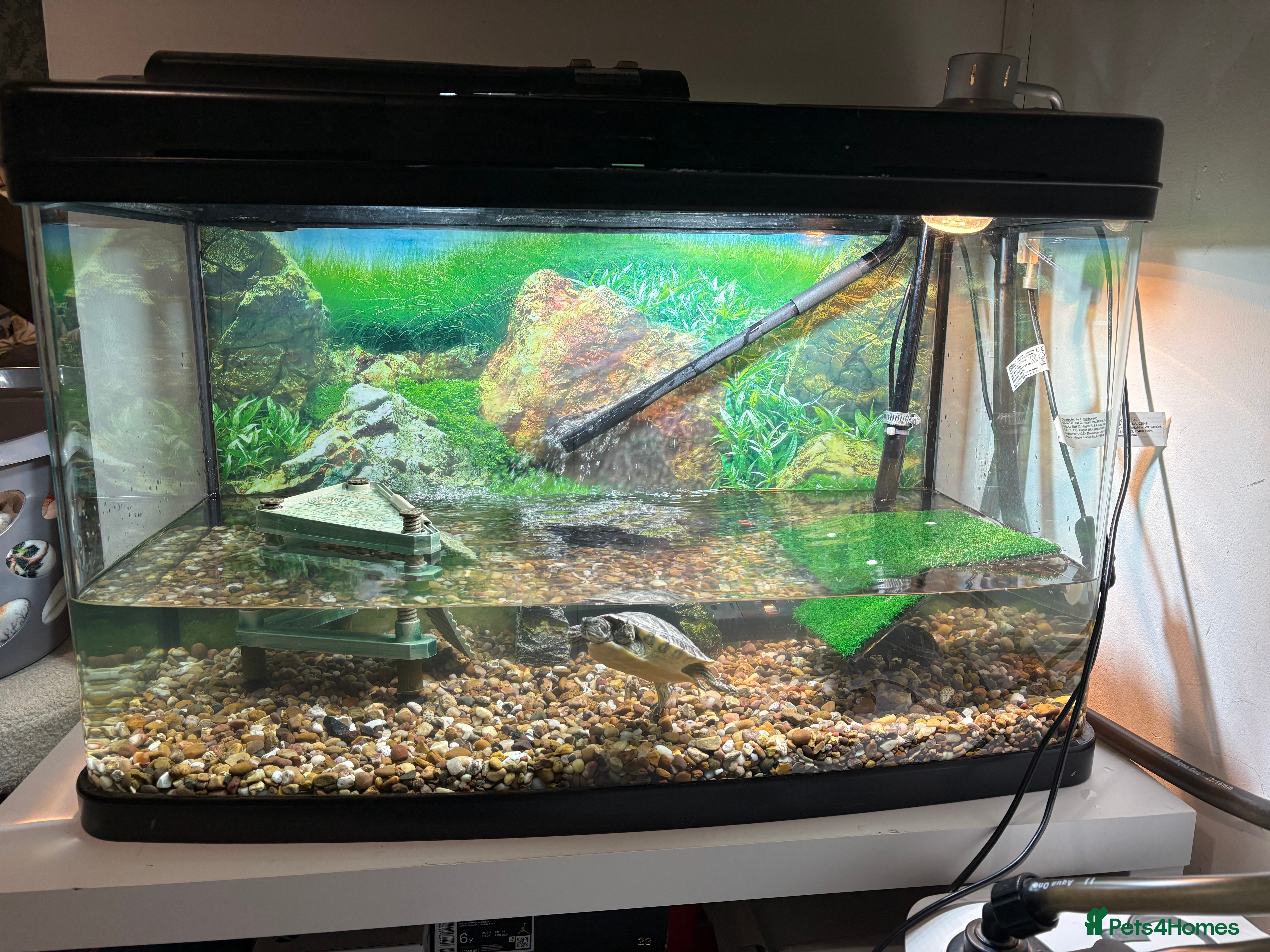 Turtle reptiles Musk turtle and terrapin plus tank and filter - Advert 1