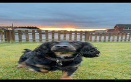 Cockapoo dogs for sale: Reggie Looking For A New Home  6 yr old Cockerpoo  - Image 1