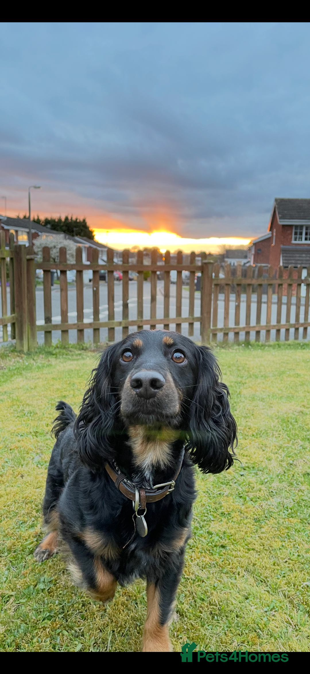 Cockapoo dogs for sale: Reggie Looking For A New Home  6 yr old Cockerpoo  - Image 1