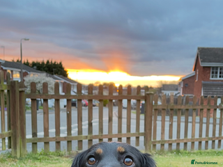 Cockapoo dogs - Advert 11