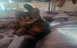 British Shorthair cats for sale: Female kitten  - Image 1