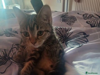 British Shorthair cats - Advert 21