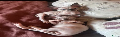 Sphynx Kitten 2