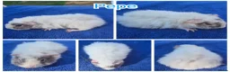 Guinea Pig rodents for sale: Baby Funky and Teddy type Boy Guinea Pigs - Advert 4