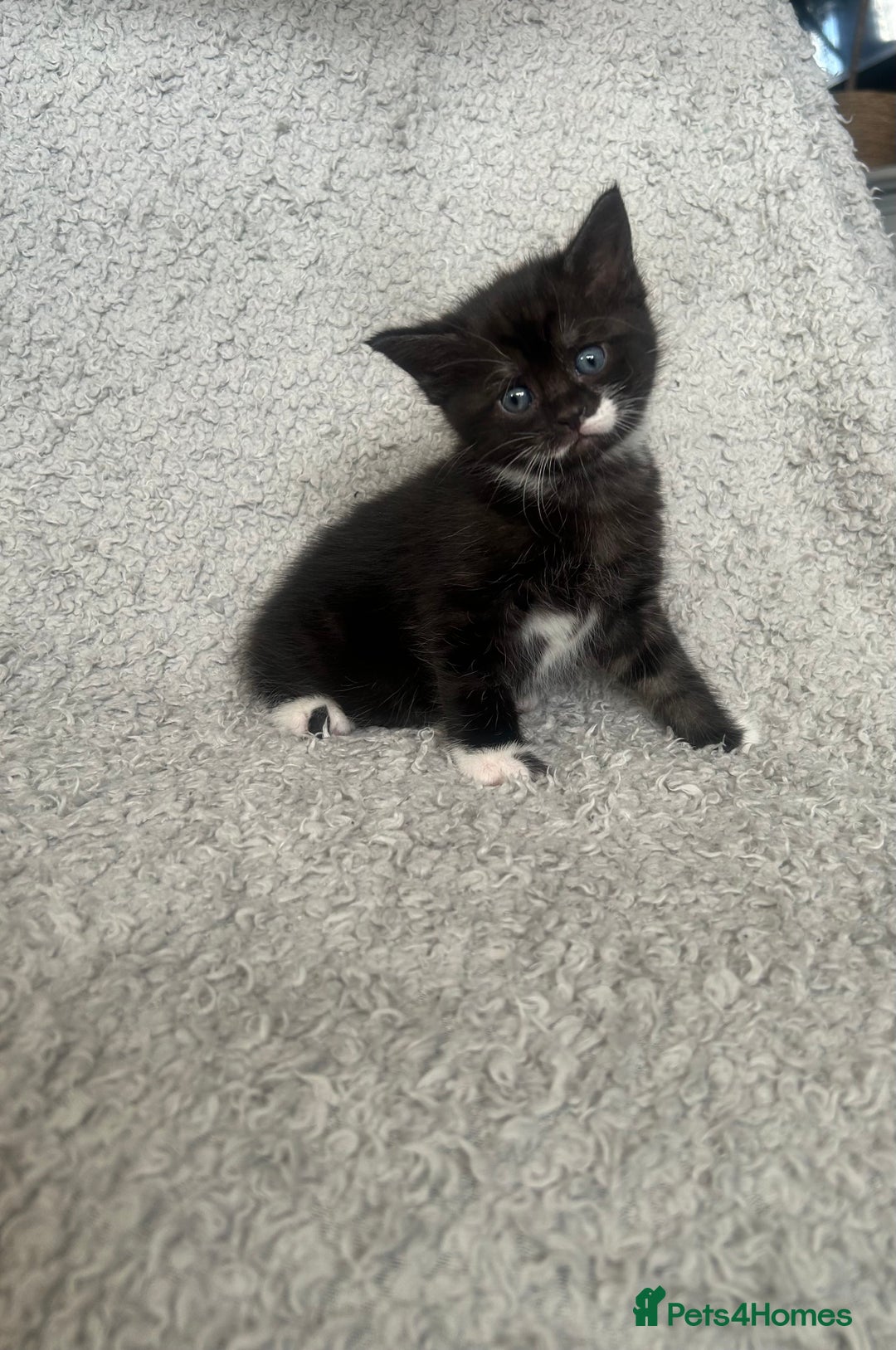 Norwegian Forest Cat cats for sale: BLACK&SILVER NORWEGIAN BOY LEFT  - Advert 8