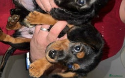 Doxiepoo dogs for sale: Doxiepoo - Image 1