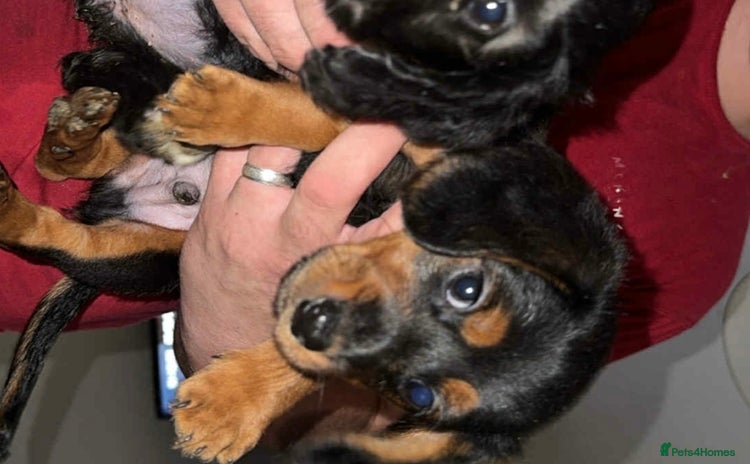 Doxiepoo dogs - Advert 1