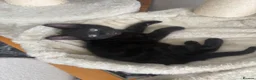 Mixed Breed cats for sale: Black kitten(boy) - Advert 7