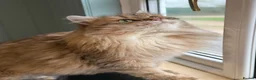 Siberian cats for sale: TICA registered traditional siberian - Advert 6