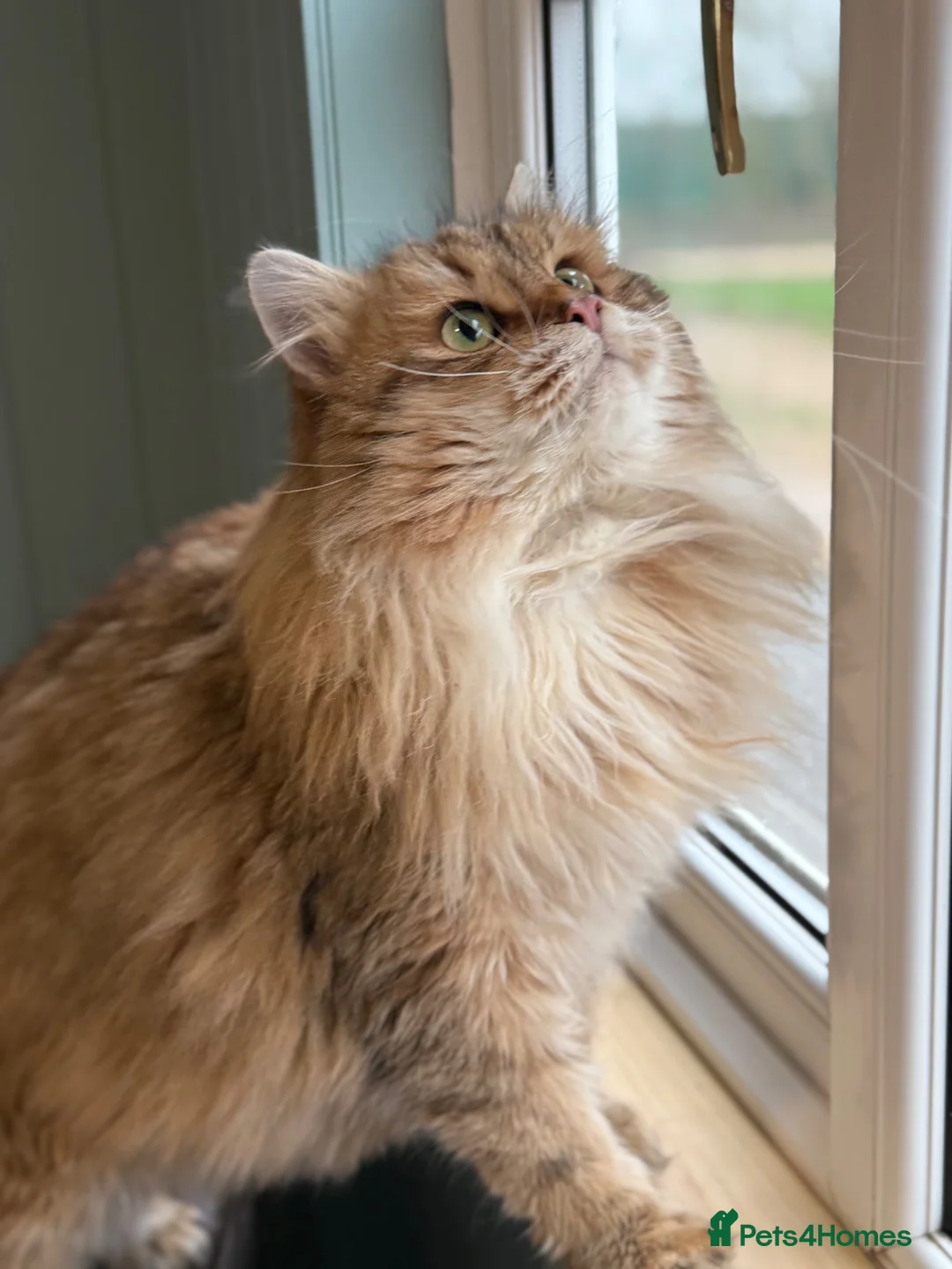 Siberian cats for sale: TICA registered traditional siberian - Advert 6