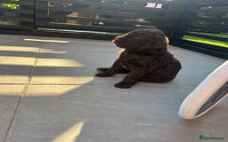 Bernedoodle dogs for sale: HEALTH TESTED DOUBLE DOODLES - Image 8