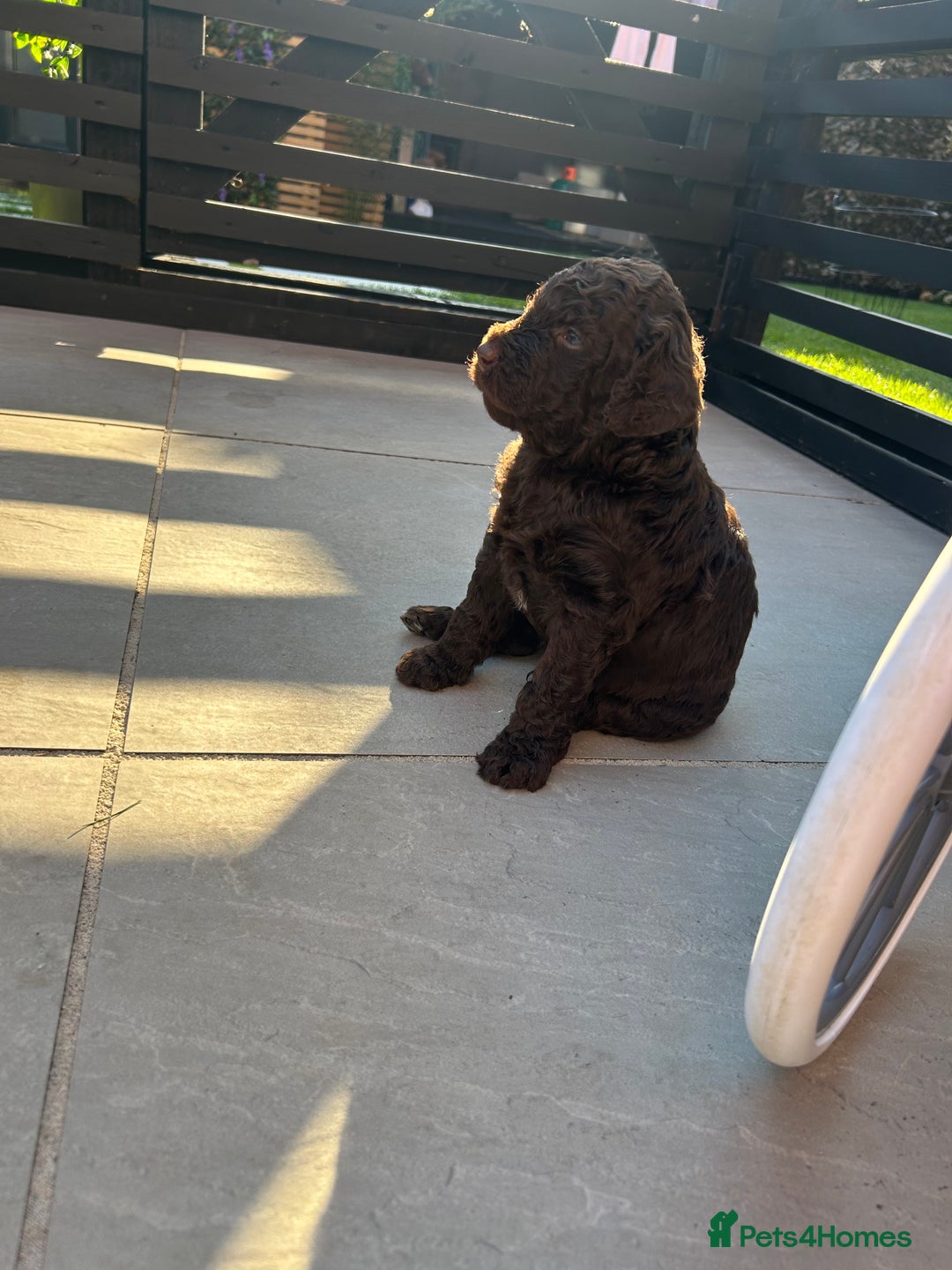 Bernedoodle dogs for sale: HEALTH TESTED DOUBLE DOODLES - Image 8