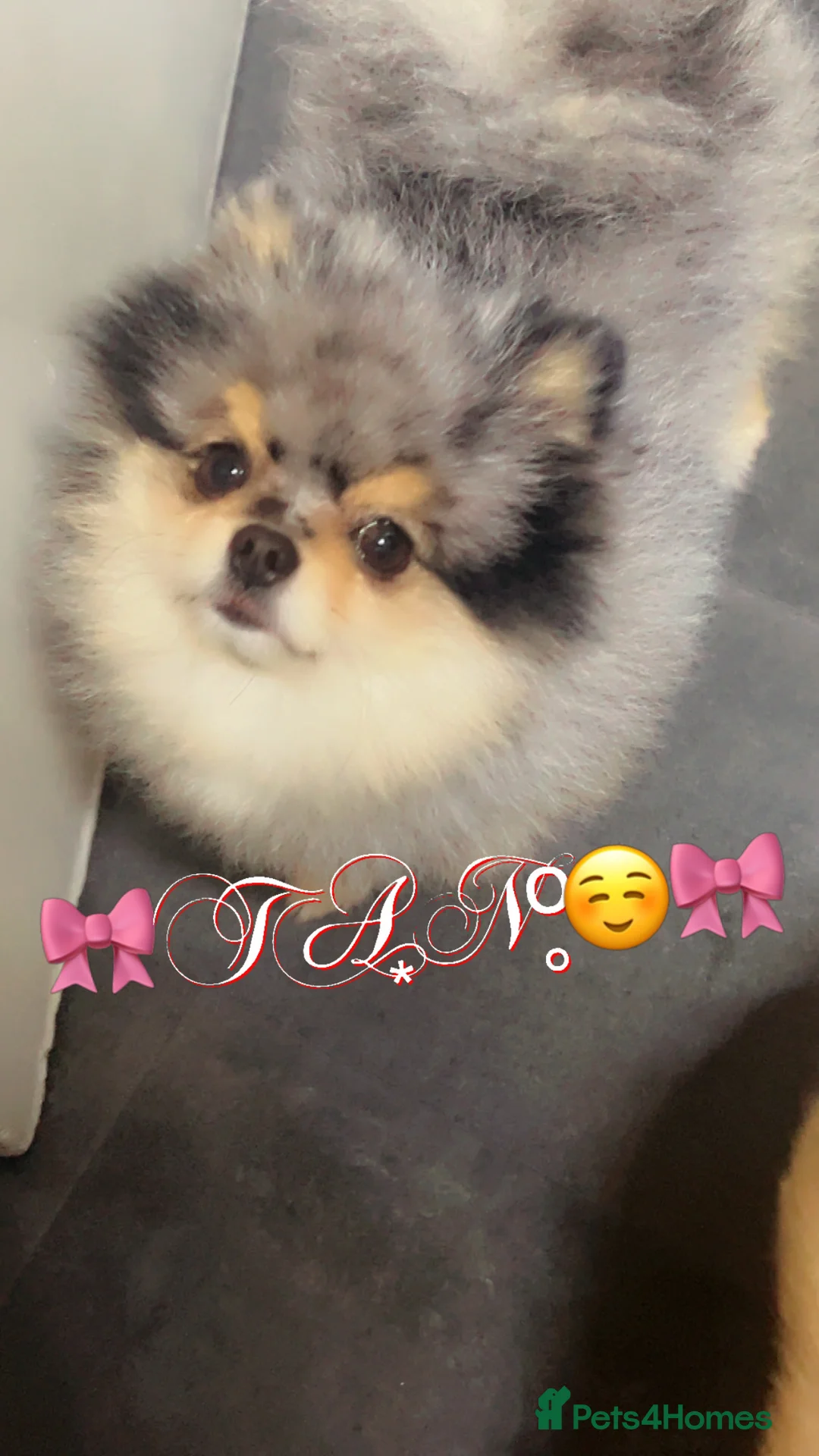 Pomeranian dogs for stud: 💙✨BLUE EYES & Hazel 👀 Poms 🐶EXPERIENCED STUDS🏆 in Bedford - Advert 7