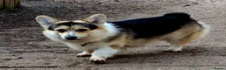 Welsh Corgi Pembroke dogs for sale: KC Pembroke Corgis  - Advert 4