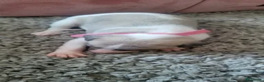 Whippet Puppy 5