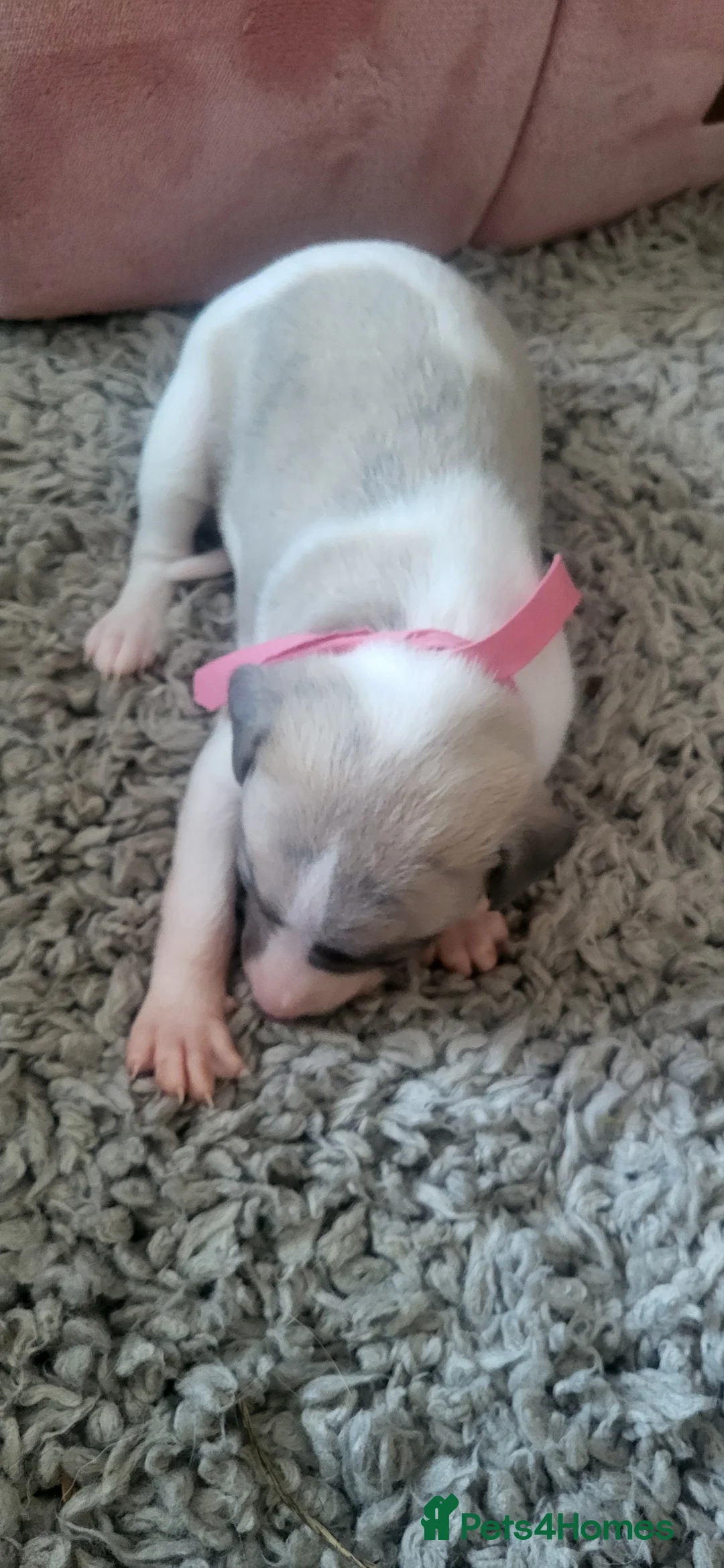 Whippet dogs for sale: Whippet puppies pure mix blue litter in Heanor - Advert 2