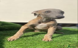 Whippet dogs for sale: Kc whippet pups  - Image 10