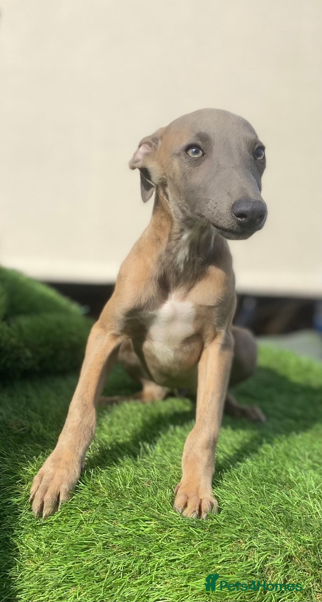 Whippet dogs for sale: Kc whippet pups  - Image 10