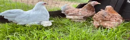 Chickens poultry for sale: Pekin bantam girls  in Malvern - Advert 4