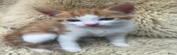Mixed Breed cats for sale: Gorgeous ginger kittens - Advert 8