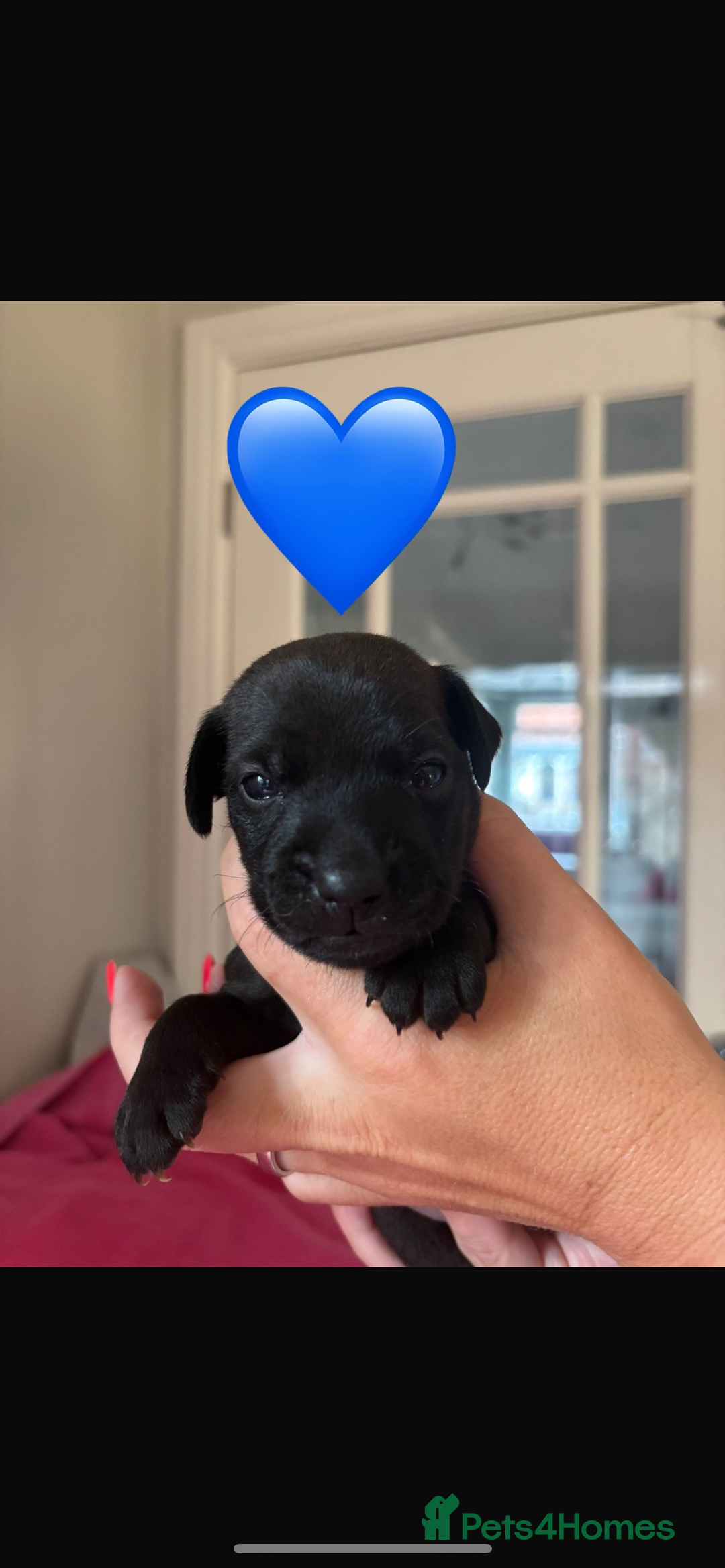 Patterdale Terrier dogs for sale: Patterdale Puppies - Image 4
