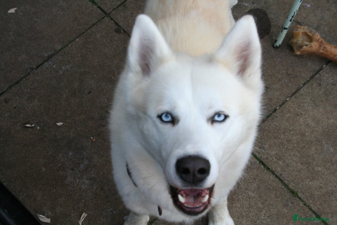 Siberian Husky dogs for sale: Siberian husky puppies  - Image 21