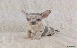 Chihuahua dogs for sale: Chihuahua X French Bulldog Puppies  - Image 6