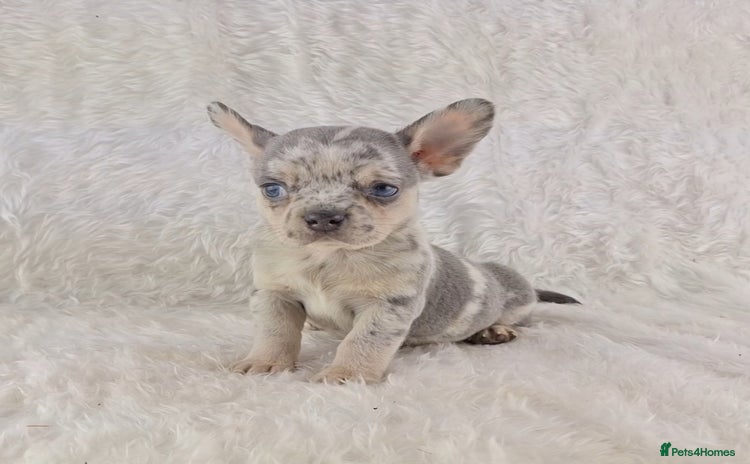 Chihuahua dogs - Advert 1