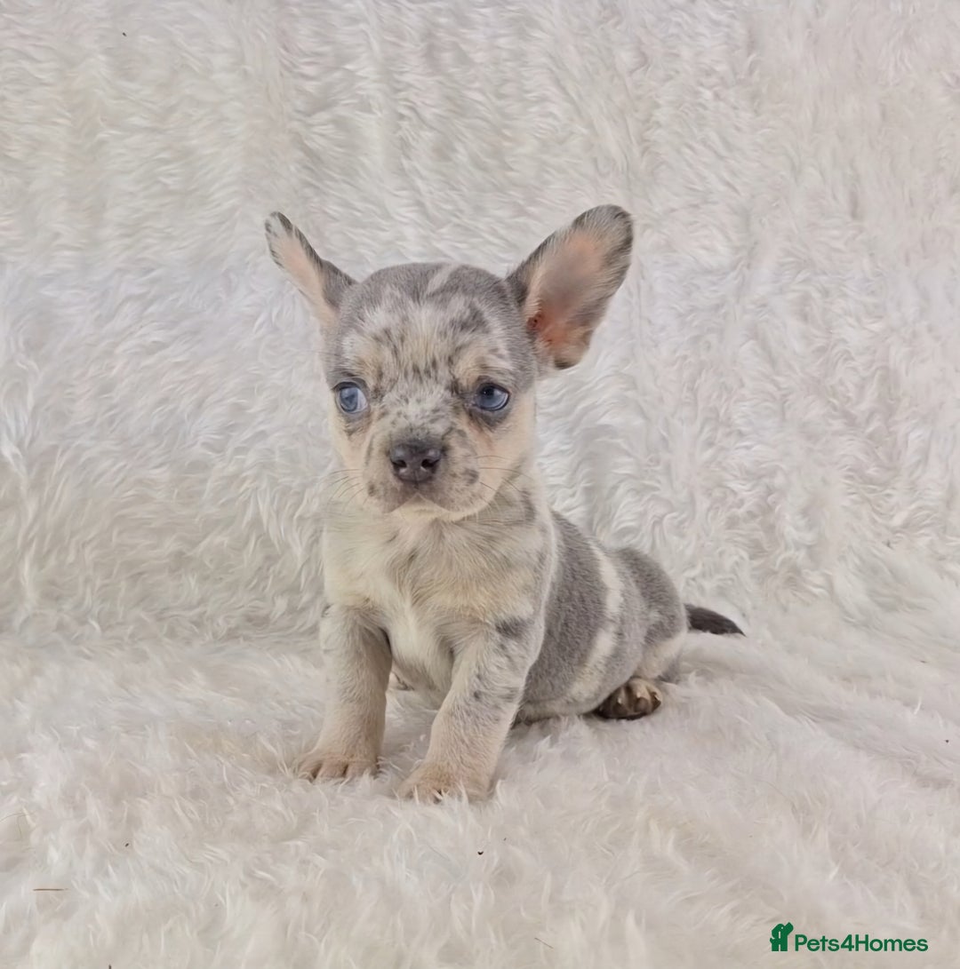 Chihuahua dogs for sale: Chihuahua X French Bulldog Puppies  - Image 6