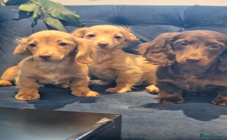 Miniature Dachshund dogs - Advert 13