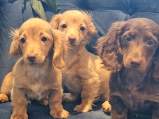 Miniature Dachshund dogs - Advert 12