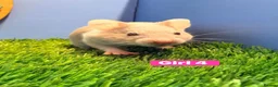 Hamster rodents for sale: Syrian Hamster Babiy Males Females Boy Girl - Advert 9